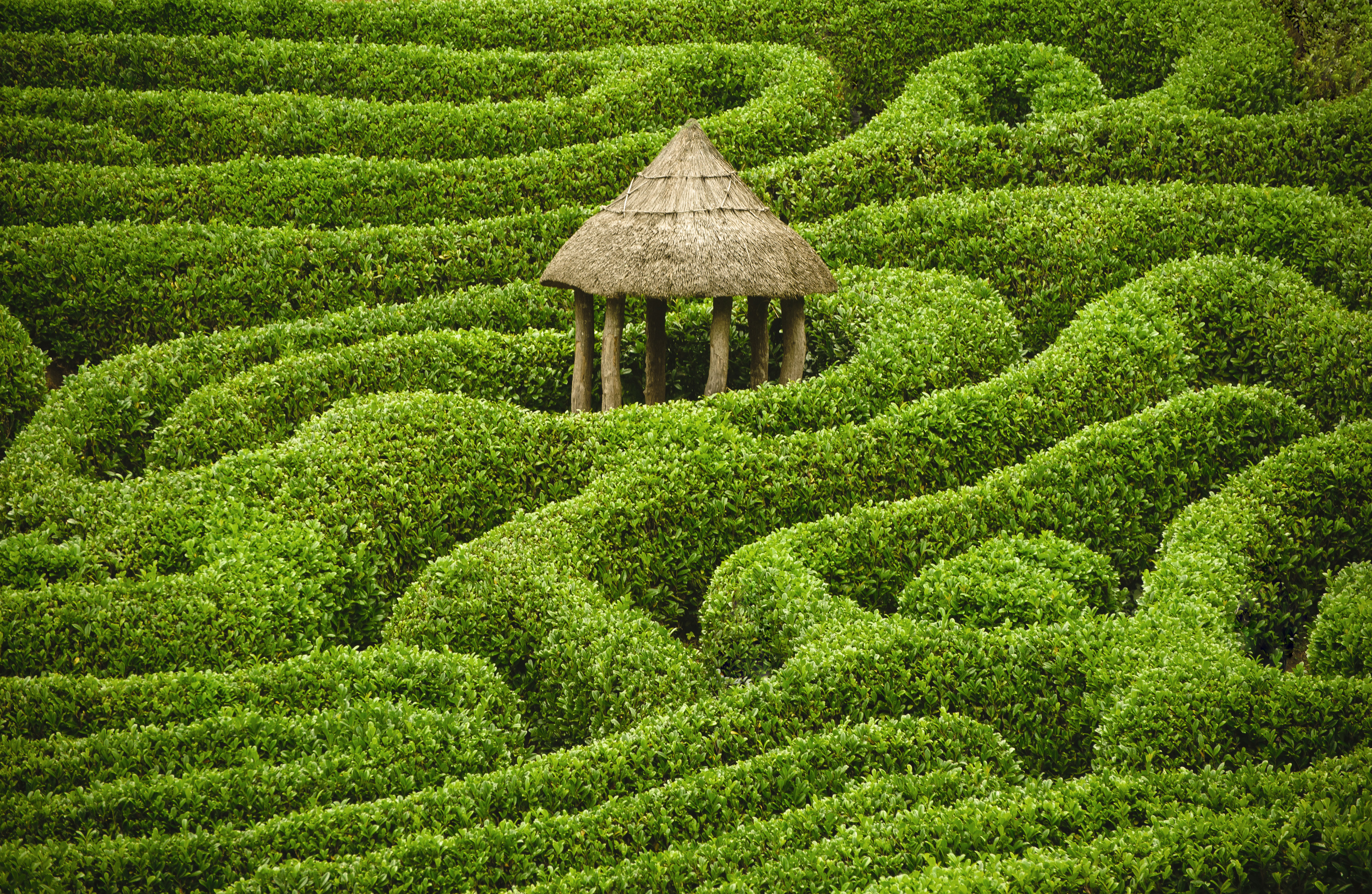 The top of a straw hut peeks out from a tangled maze of green hedges.